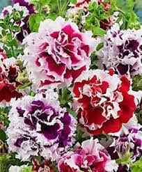 Double Oblique Petunia Flower Seeds for Planting - Heirloom, NON-GMO, Easy to Grow Garden Blooms