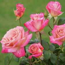 Light Pink Cream Holland Rose Flower Seeds for Planting - 100 pcs