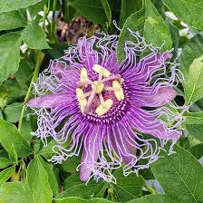 Violet Passiflora blomsterfrø til plantning - 100 stk