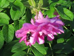 Kartoffelrose Blomsterfrø til udplantning, 100 stk