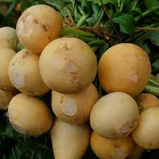 Golden Ball Turnip Vegetable Seeds for Planting - Heirloom Non-GMO Organic Garden Seeds High Germination
