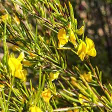 Aspalathus blomsterfrø til udplantning, 100 stk