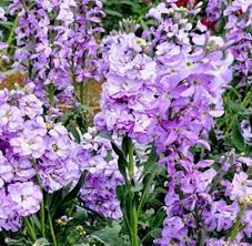 Purple Mini Matthiola Flower Seeds for Planting - 100 pcs