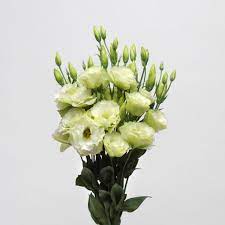 Yellow Lisianthus Flower Seeds for Planting - Heirloom, NON-GMO, Long-Lasting Blooms