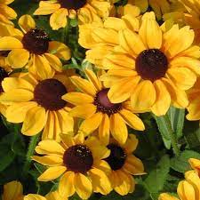 Rudbeckia hirta ‘Toto’ Black-Eyed Susan Seeds for Planting – Organic Heirloom & Non-GMO Garden Flower Seeds