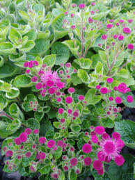 pink rose flower seeds