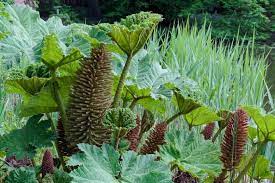 Giant Gunnera Manicata Plant Seeds for Planting – Heirloom & Non-GMO Tropical Foliage Seeds