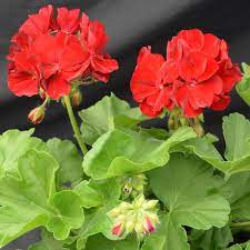 Rød Geranium Pelargonium Blomsterfrø til udplantning - 100 stk