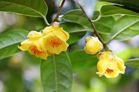 Golden Camellia Flower Seeds for Planting – Heirloom, Non-GMO Rare Blooming Garden Seeds
