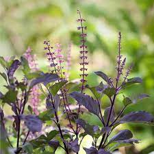 Basil Scented Flower Seeds for Planting – Heirloom, Non-GMO, Unique Fragrant Variety with High Germination