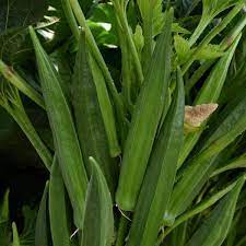 Baby Bubba Hybrid Okra Grøntsagsfrø til udplantning - 100 stk