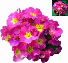 Dark Pink Primula Flower Seeds for Planting 100 pcs