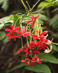 Quispualis Indica Blomsterfrø til udplantning - 100 stk