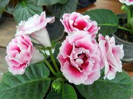 White & Red Gloxinia Heirloom Non-GMO Seeds for Planting