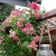 Rose Pink Climbing Rose Flower Seeds for Planting - 100 pcs