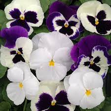 Purple Cream Pansy Flower Seeds for Planting - 100 pcs