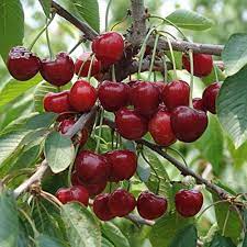 Miniature Cherry Tree Seeds for Planting - Perfect for Decorative Landscaping and Orchard Use