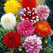 Mixed Two Color Dahlia Flower Seeds for Planting - 100 pcs