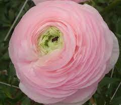 Ranunculus Highline Marshmellow Flower  Seeds for Planting - Heirloom and Non-GMO garden seeds