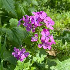 Lunaria Annua Blomsterfrø til udplantning, 100 stk