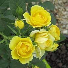 Yellow Sunblaze Miniature Rose Flower Seeds for Planting - 100 pcs