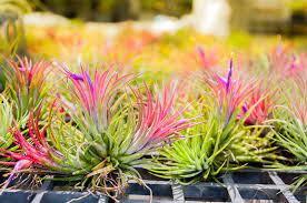 Mixed Colour Airplant Seeds for Planting 100 pcs