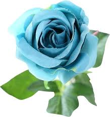 Rose Flower Seeds for Planting Sky Blue 100 pcs