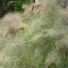 Fennel Bronze Smokey Herb Seeds – Heirloom, Non-GMO, High Germination Organic Garden Seeds for Planting Aromatic & Edible Foliage