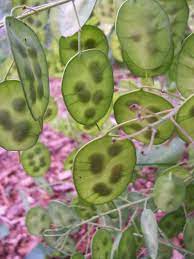 Lunaria Plant Seeds for Planting - 100 pcs