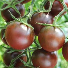 Chocolate Tomato Seeds for Planting - 100 pcs