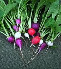 Rainbow Radish Seeds for Planting - 100 pcs