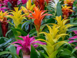 Mixed Bromeliad Tillandsia Plant Seeds-Heirloom & Non-GMO Seeds for planting