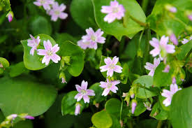 Hvide Claytonia Sibirica blomsterfrø til plantning - 100 stk