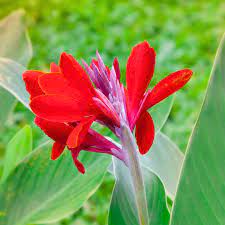 Red Canna Lily Flower Seeds for Planting – Heirloom, Non-GMO Seeds, High Germination, Vibrant Garden Blooms