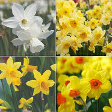 Yellow Mix Double Petals Narcissus Flower Seeds for Planting - 100 pcs