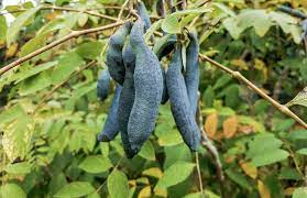 Sky Blue Cucumber Vegetable Seeds for Planting