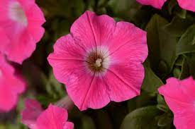 Stjerne Petunia Pink Blomsterfrø til udplantning 100 stk