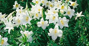 lilium longiflorum flower seeds