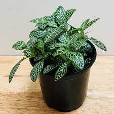 Fittonia Albivenis, Hvide nerveplantefrø til udplantning - 100 stk