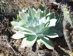 Green Dudleya Plant Seeds for Planting - 100 pcs