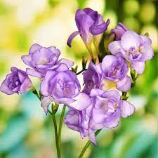 Blue Freesia Flower Seeds for Planting, 100 pcs