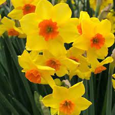 Yellow Orange Daffodil Flower Seeds for Planting - 100 pcs