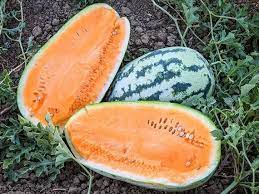 Orangeglo Watermelon Fruit Seeds for Planting - Sweet and Juicy Melons,Heirloom Seeds