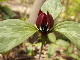 Green Trillium Plant Seeds for Planting - 100 pcs