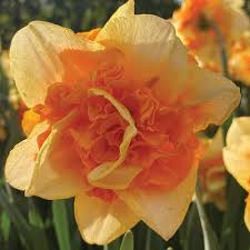Yellow Red Daffodil Flower Seeds for Planting – Heirloom, Non-GMO, High Germination Vibrant Spring Blooms for Gardens & Borders