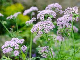 Chaerophyllum Flower Seeds for Planting - 100 pcs