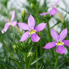 Violet Isotoma Axillaris Blomsterfrø til udplantning - 100 stk