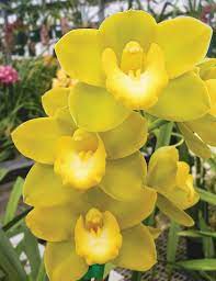 Light Green Cymbidium Orchid Seeds for Planting – Heirloom Non-GMO, High Germination Organic Garden Seeds