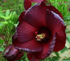 Maroon Hibiscus Blomsterfrø - 100 stk