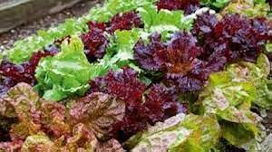 Mixed Lettuce Vegetable Seeds for Planting, heirloom & Non-GMO Seeds